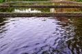 catfish pond with dirty water