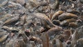 Catfish pond.Catfish in the fish farming. Catfish does not contain any carbohydrates, but there is a good amount of protein Royalty Free Stock Photo