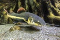 Catfish. Pseudoplatystoma or barred sorubim, close up