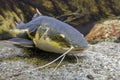 Catfish. Pseudoplatystoma or barred sorubim, detail,close up