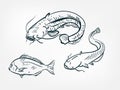 Catfish sheatfish set collection japanese chinese oriental vector ink style design elements illustration Royalty Free Stock Photo