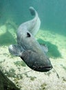 The Catfish (Silurus Glanis).