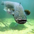 The Catfish (Silurus Glanis). Royalty Free Stock Photo