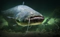 The Catfish (Silurus Glanis). Royalty Free Stock Photo