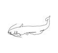 Catfish, silurus glanis, bottom fish continuous line drawing. One line art of freshwater fish, seafood.