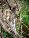 Catfish (Silurus glanis) captured in the Danube River