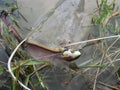 Catfish Silurus glanis after fight, predator fish