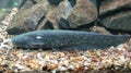 Catfish, Silurus glanis, lies on sandy bottom with stones on background