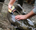 Catfish Study Tagging Royalty Free Stock Photo