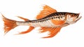 Beautiful Striped Catfish With Large Fins And Copper Orange Color