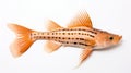 Beautiful Striped Catfish With Large Fins And Copper Orange Color