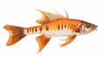 Beautiful Striped Catfish With Large Fins And Copper Orange Color