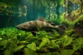 a catfish swimming through a lush underwater garden