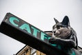 The Catford Cat statue Royalty Free Stock Photo