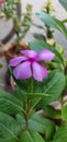 catharanthus called sada fuli in maharashtra Royalty Free Stock Photo