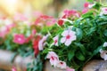 Catharanthus flower with sunlight