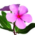 Catharanthus