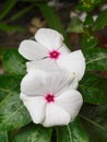 Catharanthus roseas variegated flowers