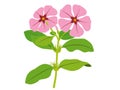 Catharanthus roseus