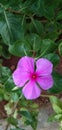 Catharanthus roseus , back green leaf