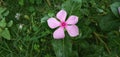 Catharanthus roseus beautiful cute flower Rain drops over the plant amazing looking flower Royalty Free Stock Photo