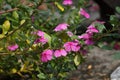 Catharanthus roseus bright eyes, Cape periwinkle, graveyard plant, Madagascar periwinkle, old maid, pink periwinkle, rose periwin