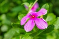 Indian Periwinkle, Madagascar Periwinkle, Pink Periwinkle, Vinca colorful of fully blossoming flower contrast with green leaf Royalty Free Stock Photo