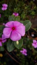 Catharanthus roseus Royalty Free Stock Photo