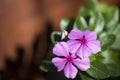 Catharanthus roseus, commonly know as bright eyes flowers