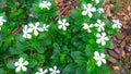 White sadabahar catharanthus roseus plant flowers stock