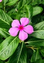 Catharanthus Roseus Flower with Beautiful Pink color