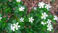 White sadabahar catharanthus roseus plant
