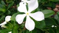 White sadabahar catharanthus roseus flowers close up