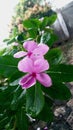 Tapak dara (Catharanthus roseus)