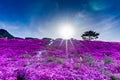 Shibazakura a perennial moss ,often called moss phlox or pink moss at Hwangmaesan County Park Royalty Free Stock Photo