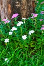 Catharanthus roseus and dead trees