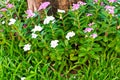 Catharanthus roseus and dead trees