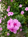 Catharanthus roseus, delicate pink flowers of shameless mary.