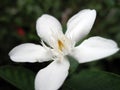 White flower in the botanical garden