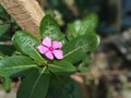 Catharanthus roseus flower in the garden with blurred background Royalty Free Stock Photo