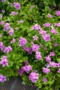 Catharanthus roseus flower in nature garden Royalty Free Stock Photo