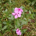 Catharanthus roseus flowers with leaves after the rain, with rain droplets, Kingdom Plantae, pink periwinkles, Fresh green