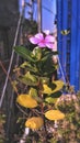 Catharanthus Roseus in Garden