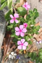 Catharanthus roseus garden.