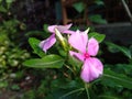 Catharanthus roseus growth and bloming