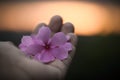 Catharanthus roseus in hand Royalty Free Stock Photo