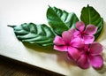 Catharanthus roseus or Madagascar periwinkle with the green leave on the white background.
