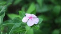 Catharanthus Roseus Madagascar Periwinkle High Definition Footage