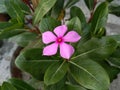 Catharanthus roseus or madagascar periwinkle purple flower in the garden with blurred background Royalty Free Stock Photo