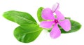 Catharanthus roseus or medicinal Nayantara Royalty Free Stock Photo